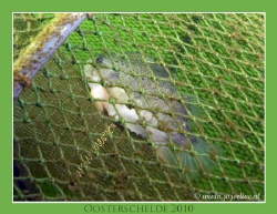 These Cyclopterus lumpus was trapped. Hard to leave him t... by John De Jong 